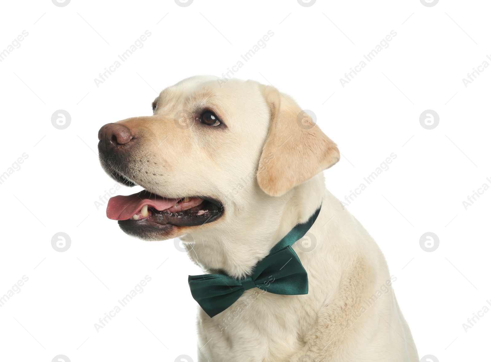 Photo of Labrador retriever with green bow tie on white background. St. Patrick's day