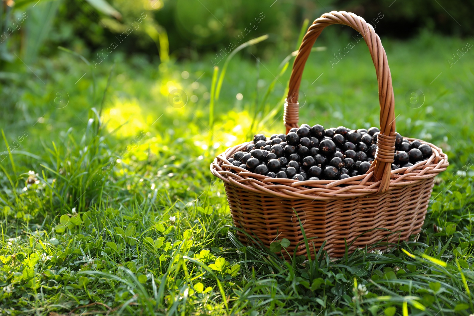 Photo of Ripe blackcurrants in wicker basket on green grass. Space for text