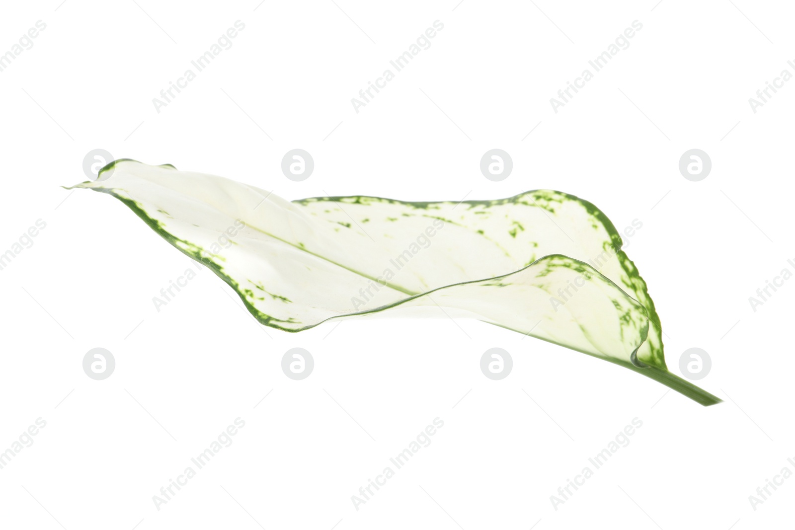 Photo of Aglaonema leaf isolated on white. Beautiful tropical plant