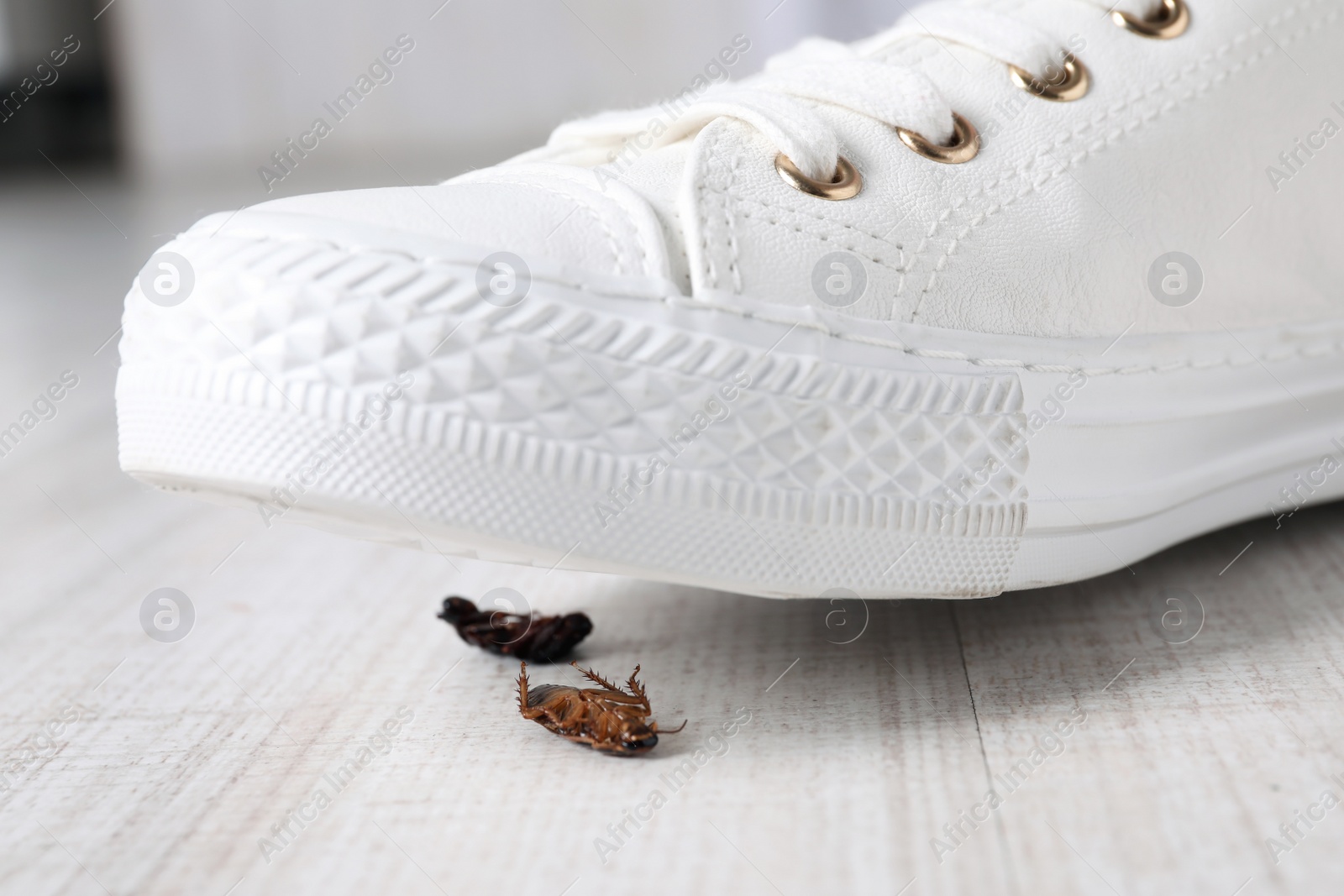 Photo of Woman crushing cockroaches with feet, closeup. Pest control