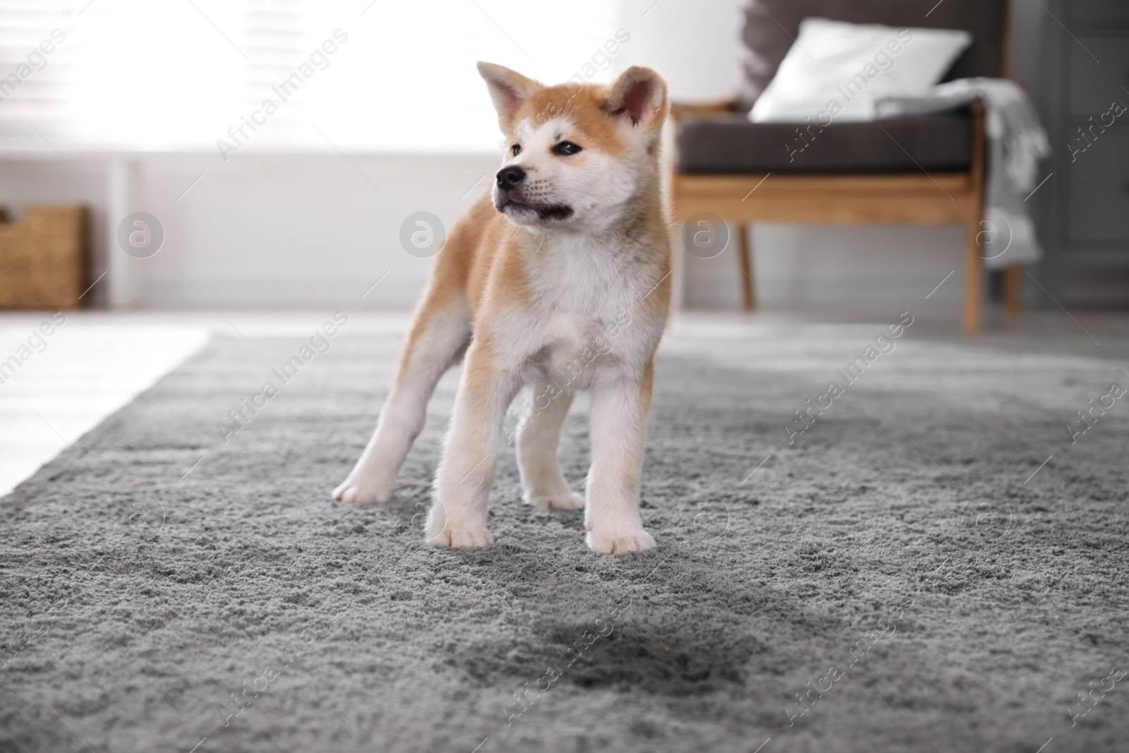 Photo of Adorable akita inu puppy near puddle on carpet at home