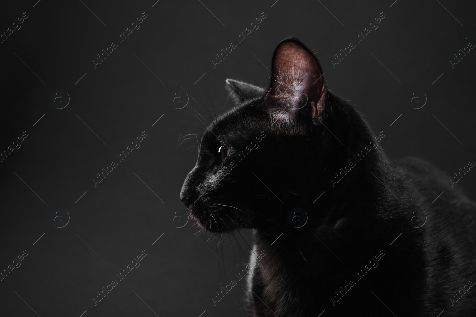 Photo of Adorable cat on black background, space for text. Lovely pet