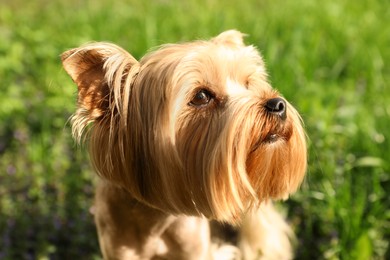 Photo of Cute Yorkshire terrier in park on sunny spring day, closeup