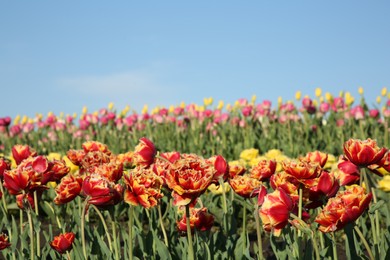 Beautiful colorful tulip flowers growing in field on sunny day