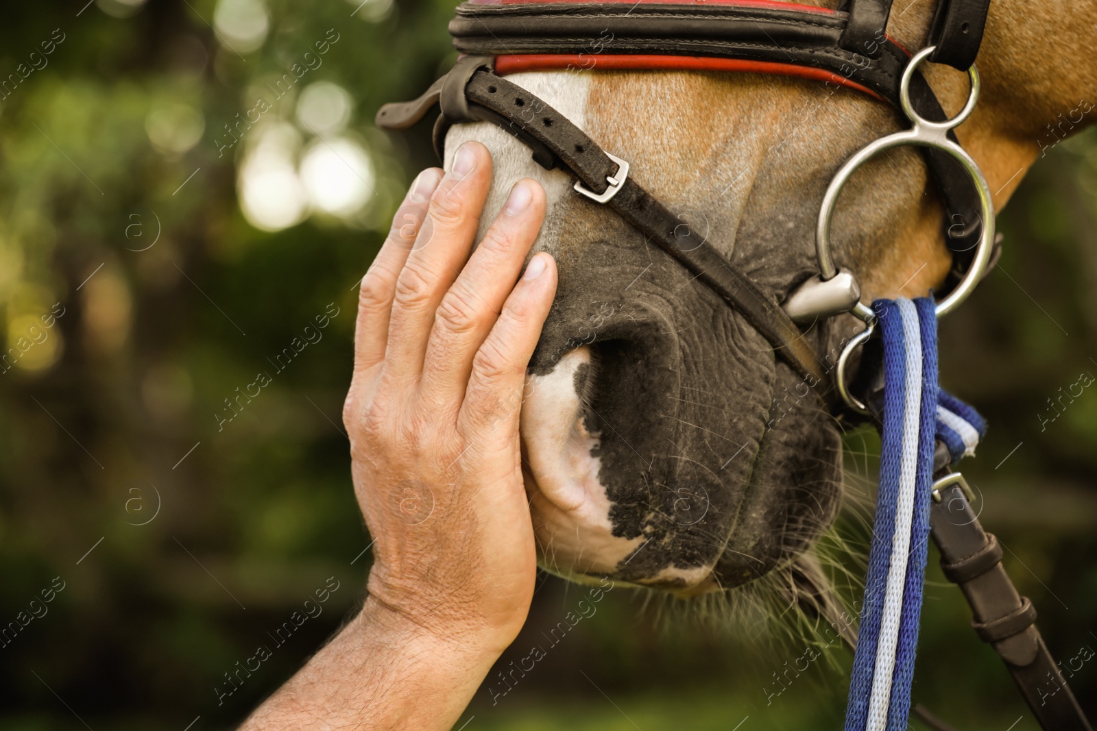 Image of Senior man stroking beautiful palomino horse outdoors, closeup