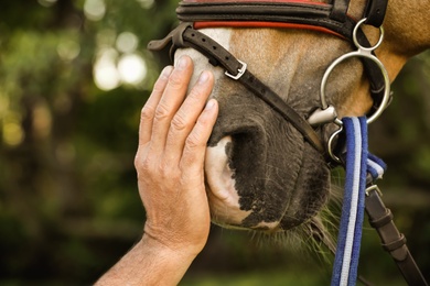 Senior man stroking beautiful palomino horse outdoors, closeup