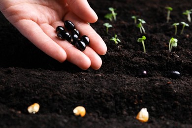 Photo of Woman with beans near fertile soil, closeup. Vegetable seeds