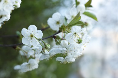 Photo of Branch of beautiful blossoming tree outdoors, closeup. Spring season