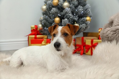 Photo of Cute Jack Russell Terrier dog on fuzzy carpet in room decorated for Christmas. Cozy winter
