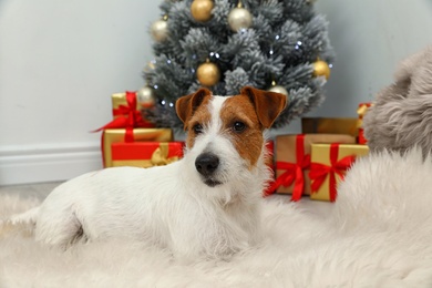 Cute Jack Russell Terrier dog on fuzzy carpet in room decorated for Christmas. Cozy winter