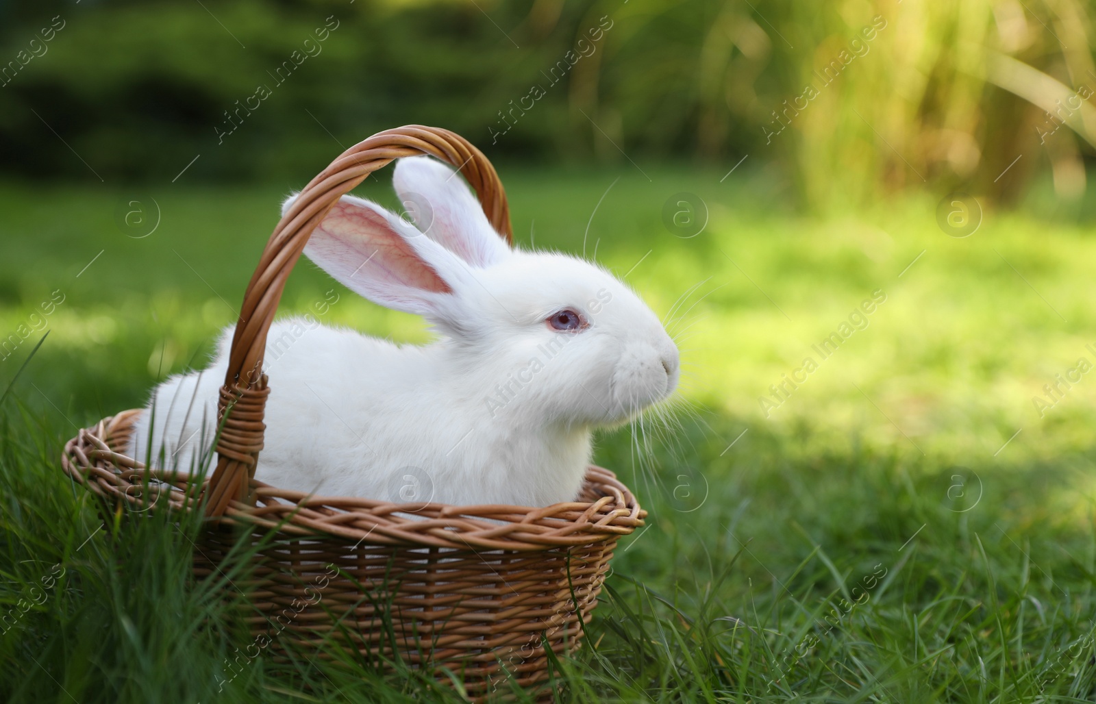 Photo of Cute white rabbit in wicker basket on grass outdoors. Space for text