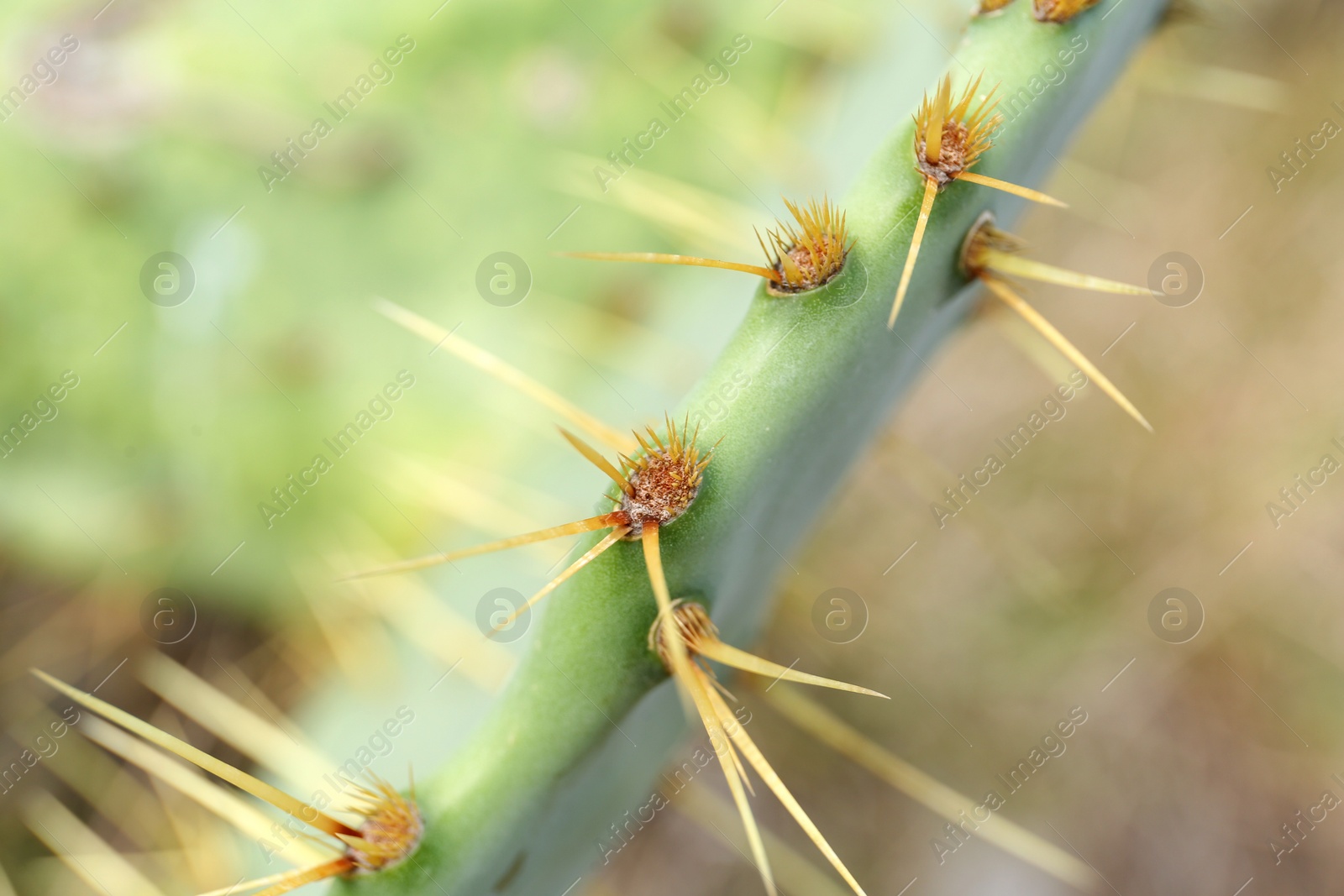 Photo of Closeup view of beautiful cactus growing outdoors