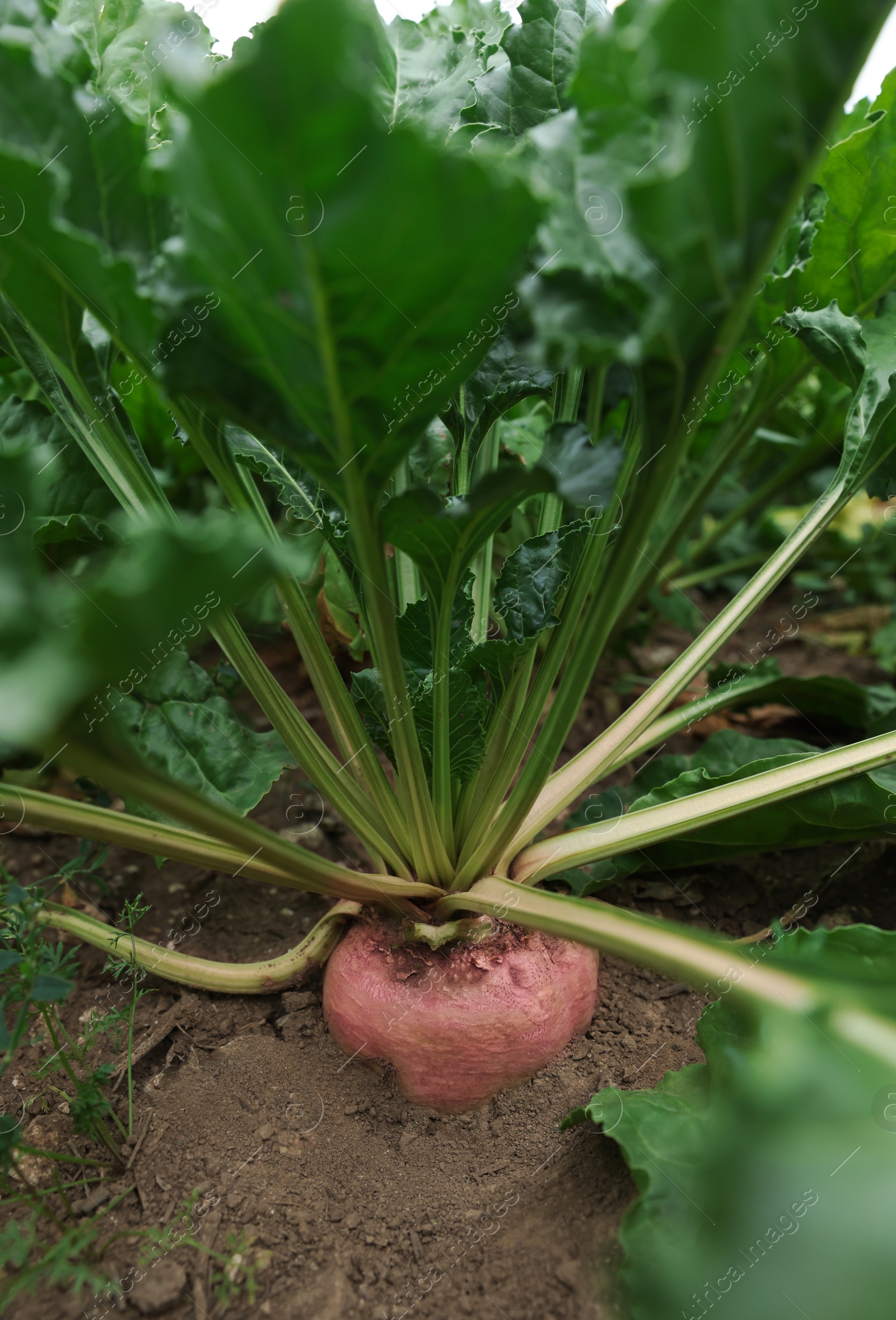 Photo of Beautiful beet plants growing in field, closeup