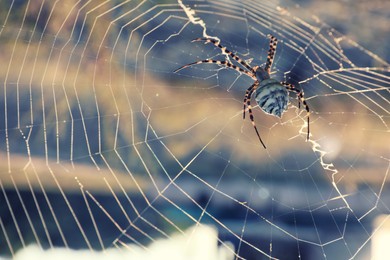 Argiope spider spinning its cobweb outdoors on sunny day, closeup