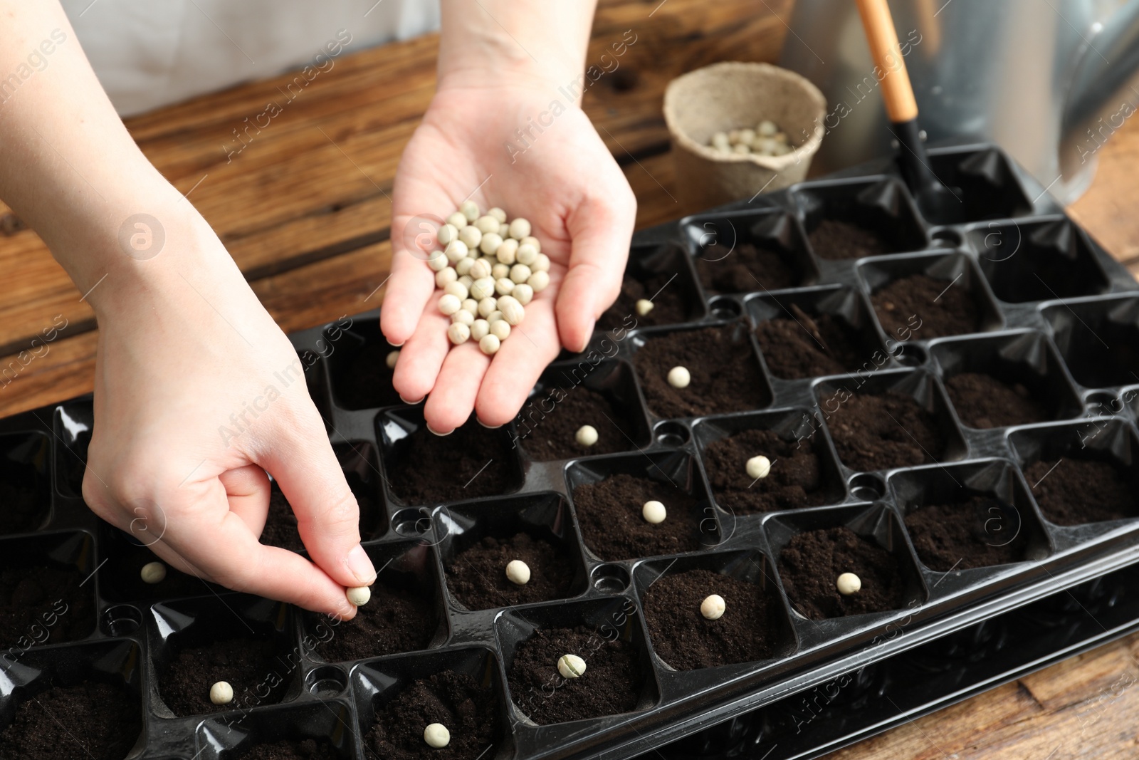 Photo of Woman planting soybeans into fertile soil at wooden table, closeup. Vegetable seeds