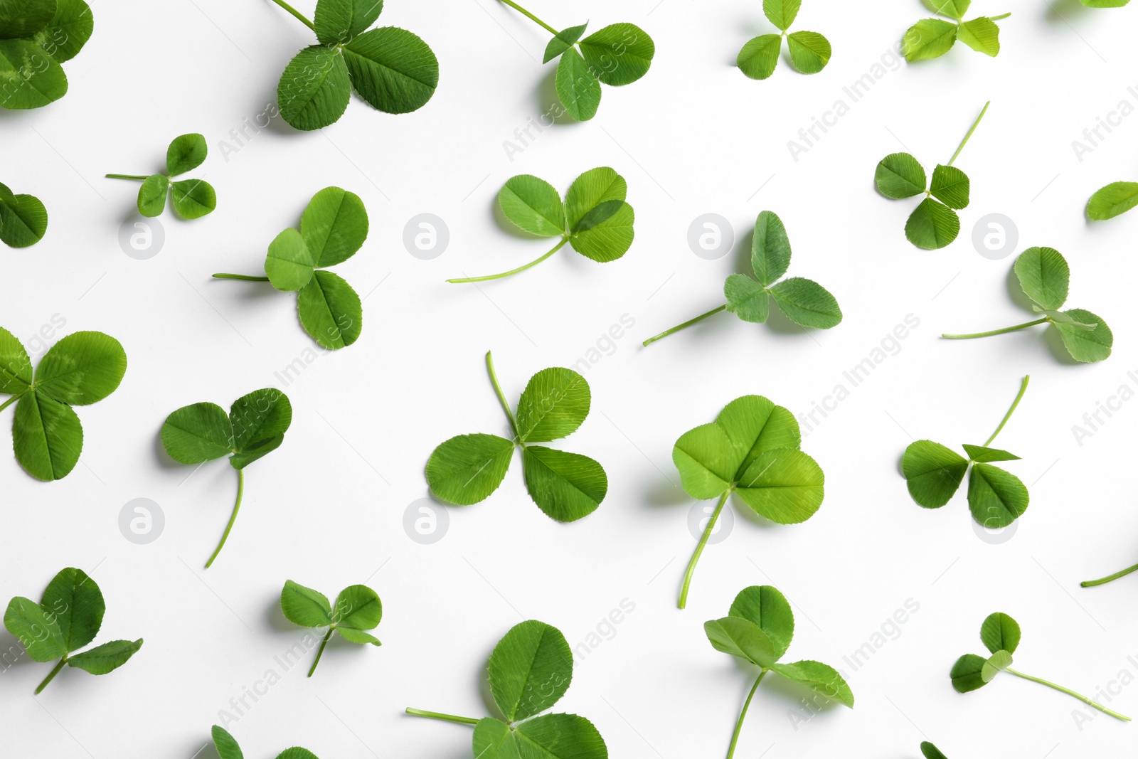 Photo of Flat lay composition with green clover leaves on white background, top view