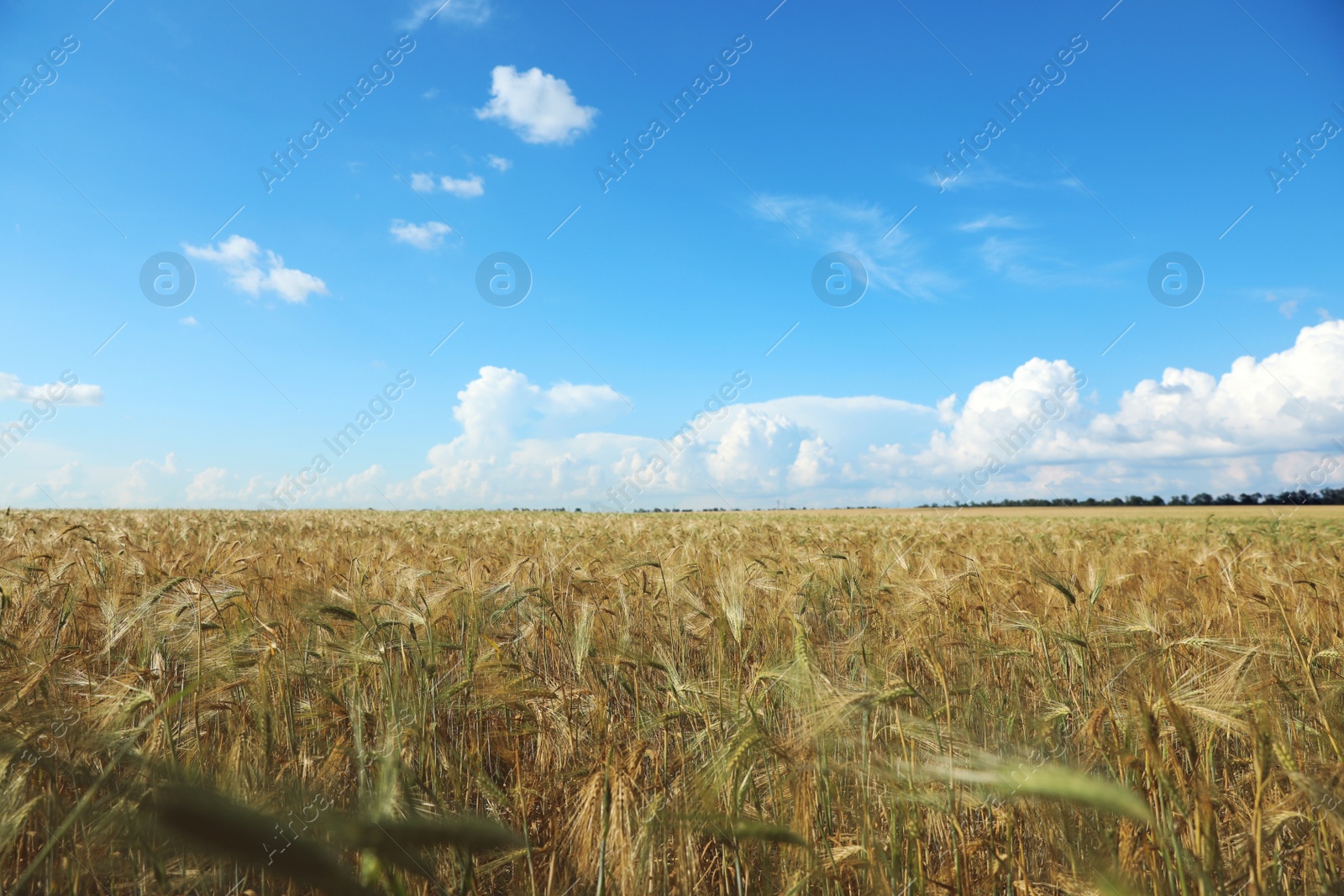 Photo of Wheat grain field on sunny day. Agriculture industry