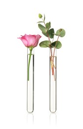 Different plants in test tubes on white background