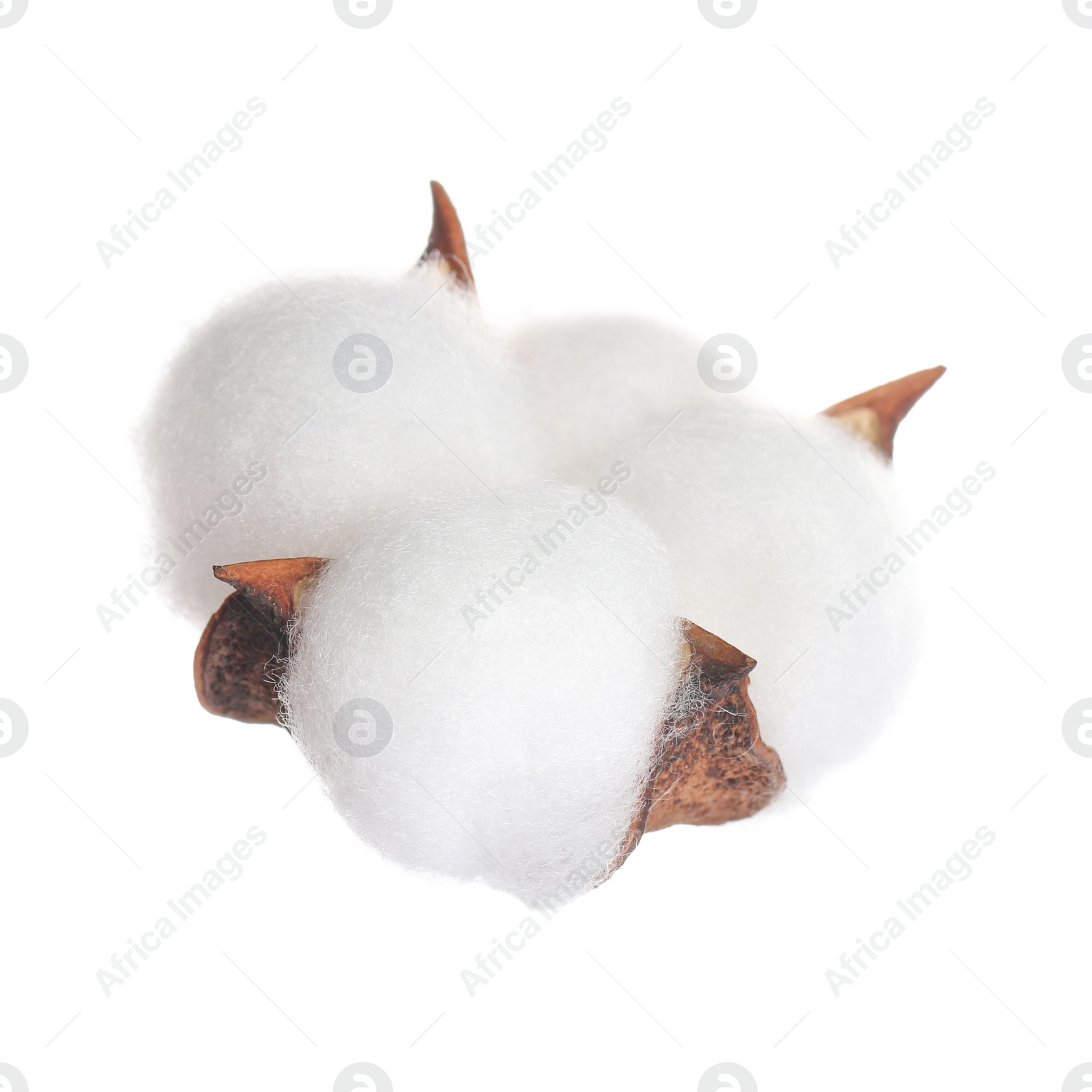 Photo of Beautiful fluffy cotton flower isolated on white