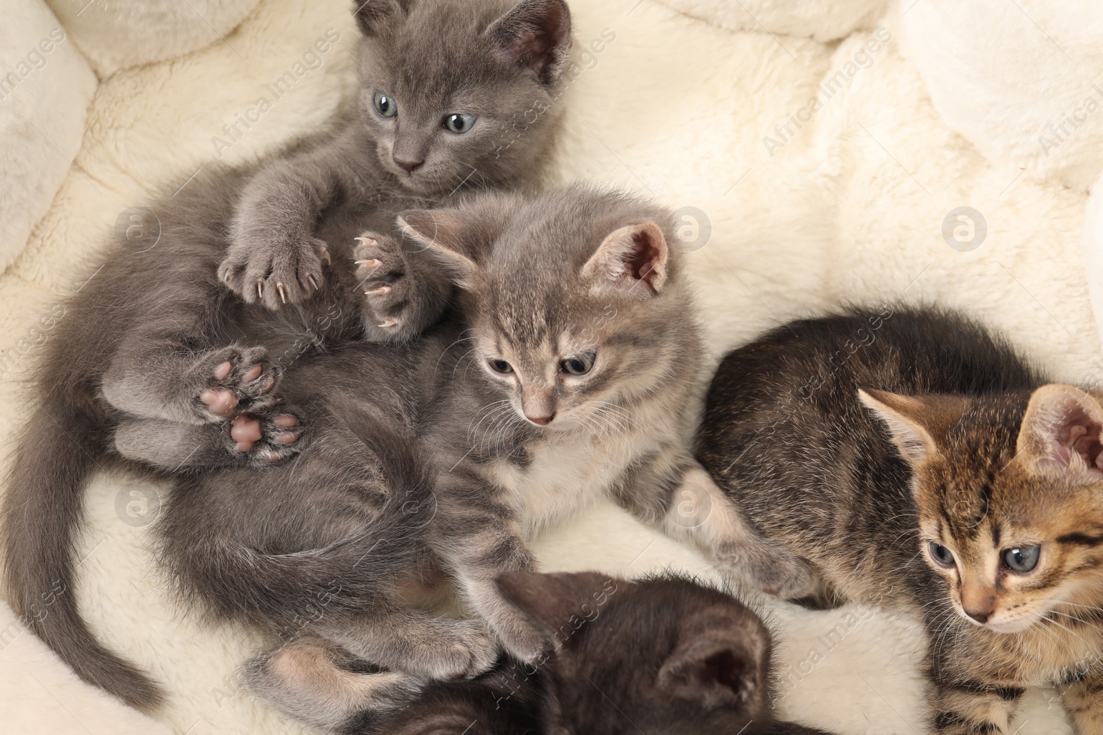 Photo of Cute fluffy kittens on pet bed. Baby animals