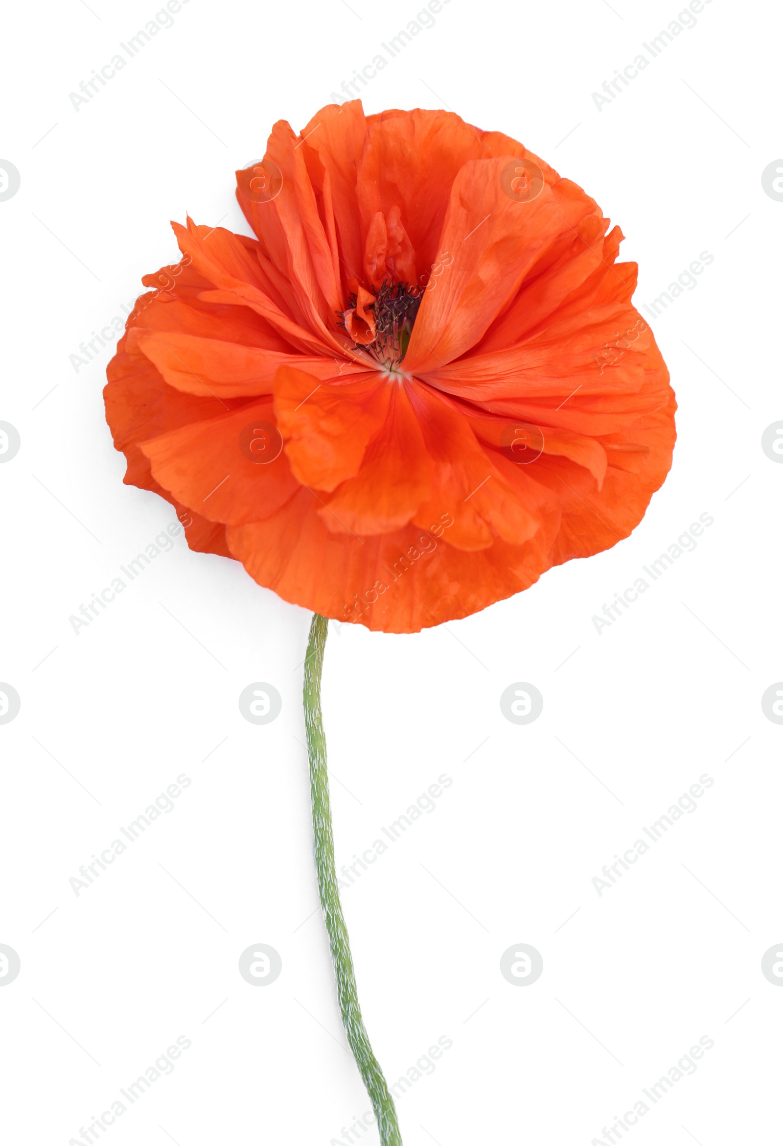 Photo of Beautiful bright red poppy flower on white background, top view