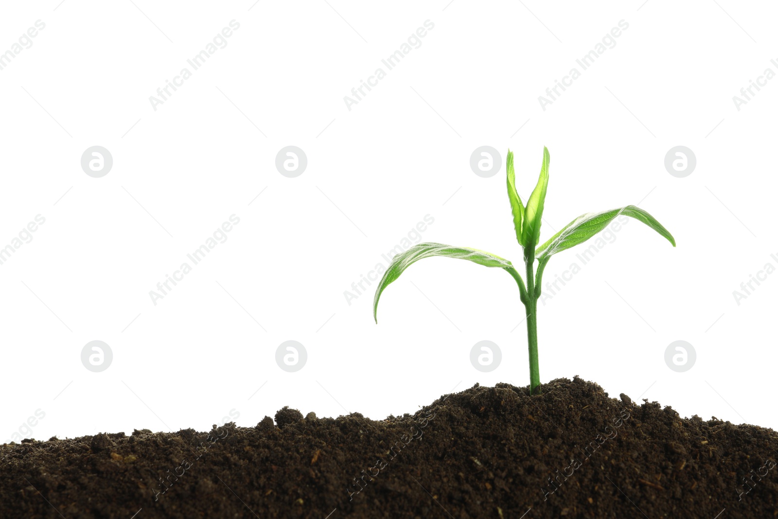 Photo of Young seedling in fertile soil on white background. Space for text