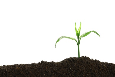 Photo of Young seedling in fertile soil on white background. Space for text