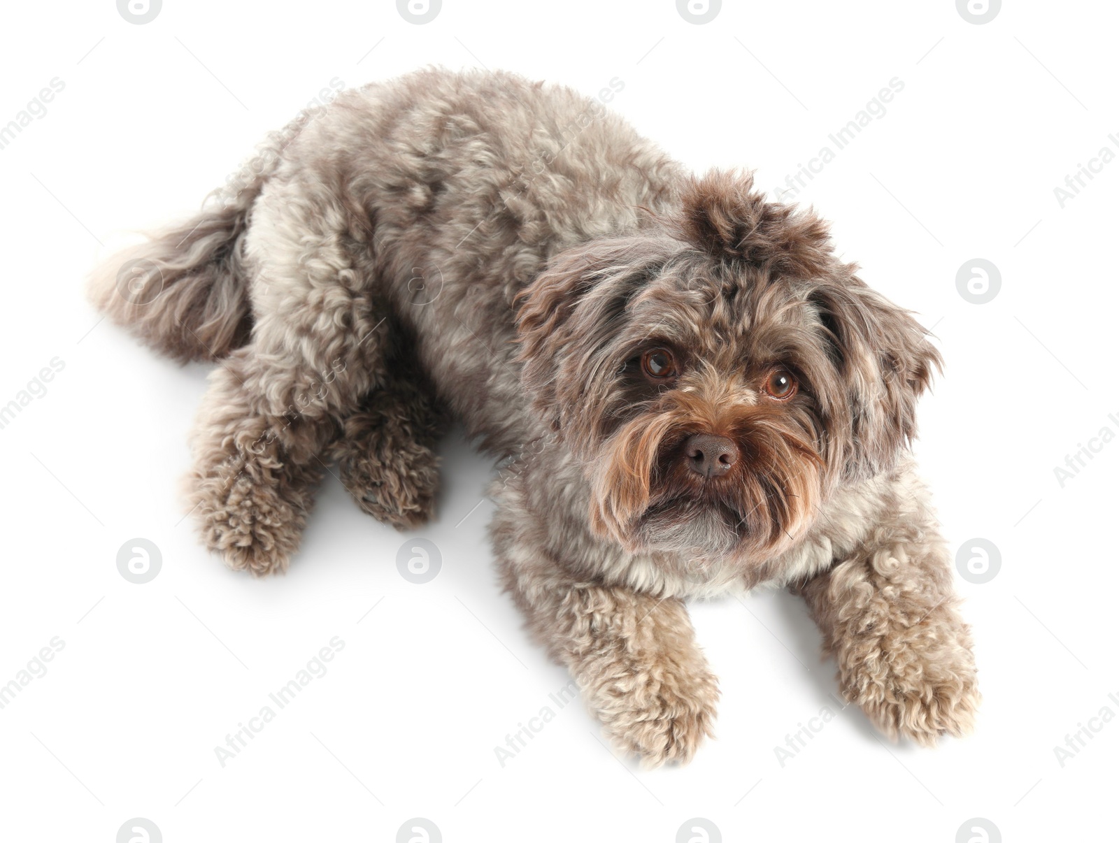 Photo of Cute Maltipoo dog lying on white background, above view. Lovely pet