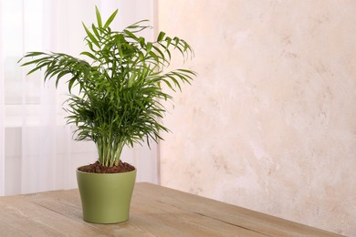 Potted chamaedorea palm on wooden table indoors, space for text. Beautiful houseplant