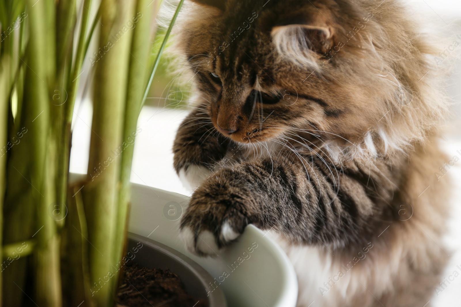 Photo of Adorable cat playing with houseplant on floor at home