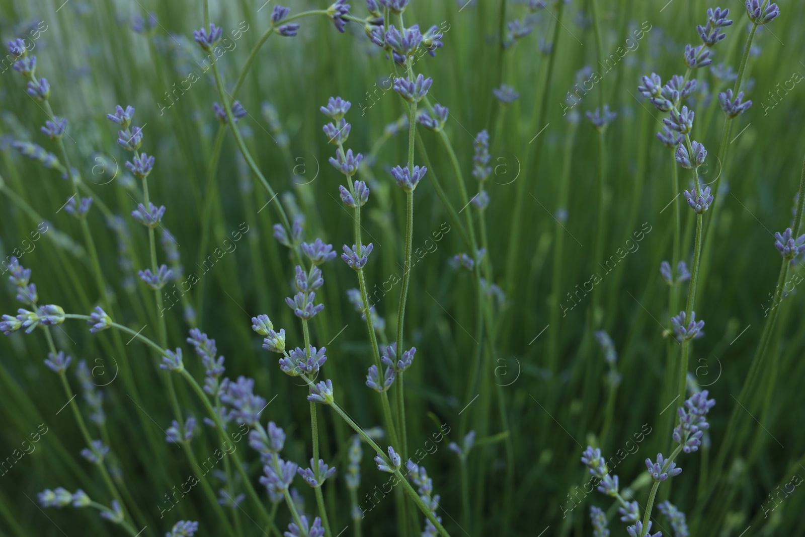 Photo of Many beautiful blooming lavender plants growing in field, closeup