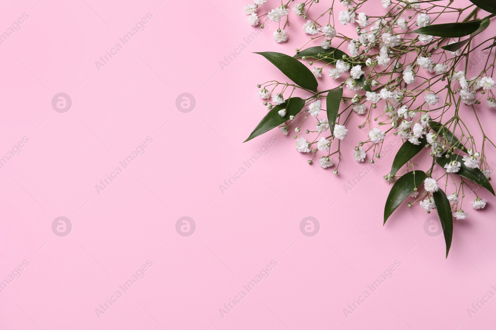 Photo of Beautiful gypsophila and green leaves on pink background, top view. Space for text