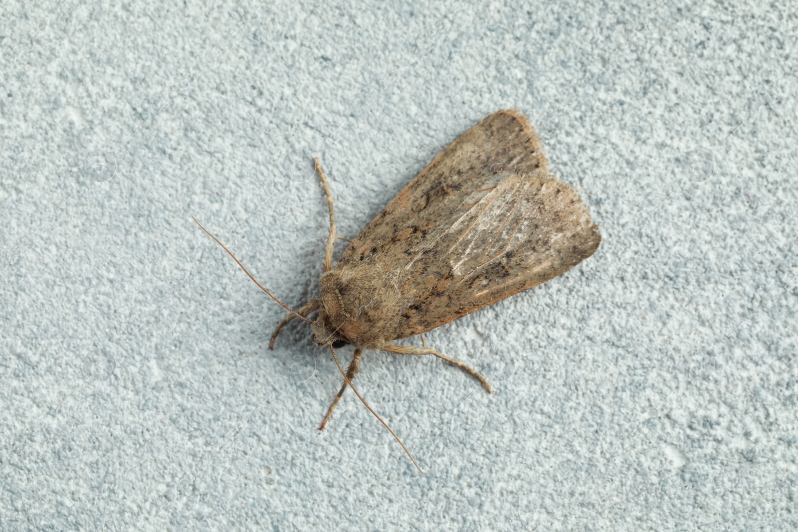 Photo of Paradrina clavipalpis moth on white textured background, top view