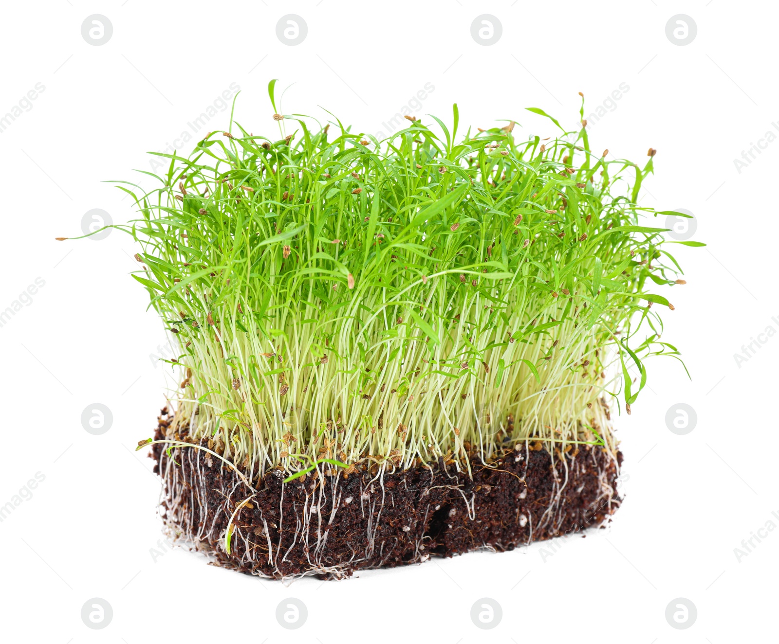 Photo of Fresh organic microgreen in soil on white background