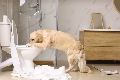 Cute Golden Labrador Retriever drinking water from toilet bowl