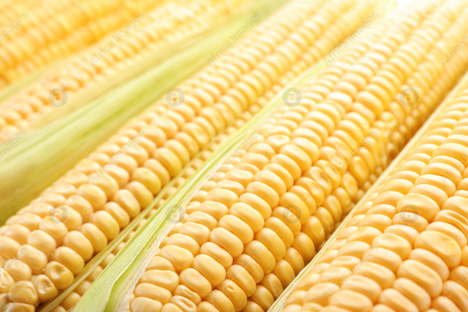 Photo of Tasty sweet corn cobs as background, closeup