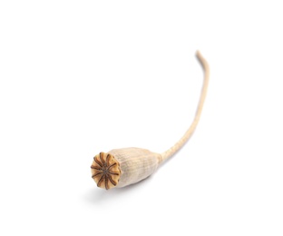 Dry poppy head with seeds on white background