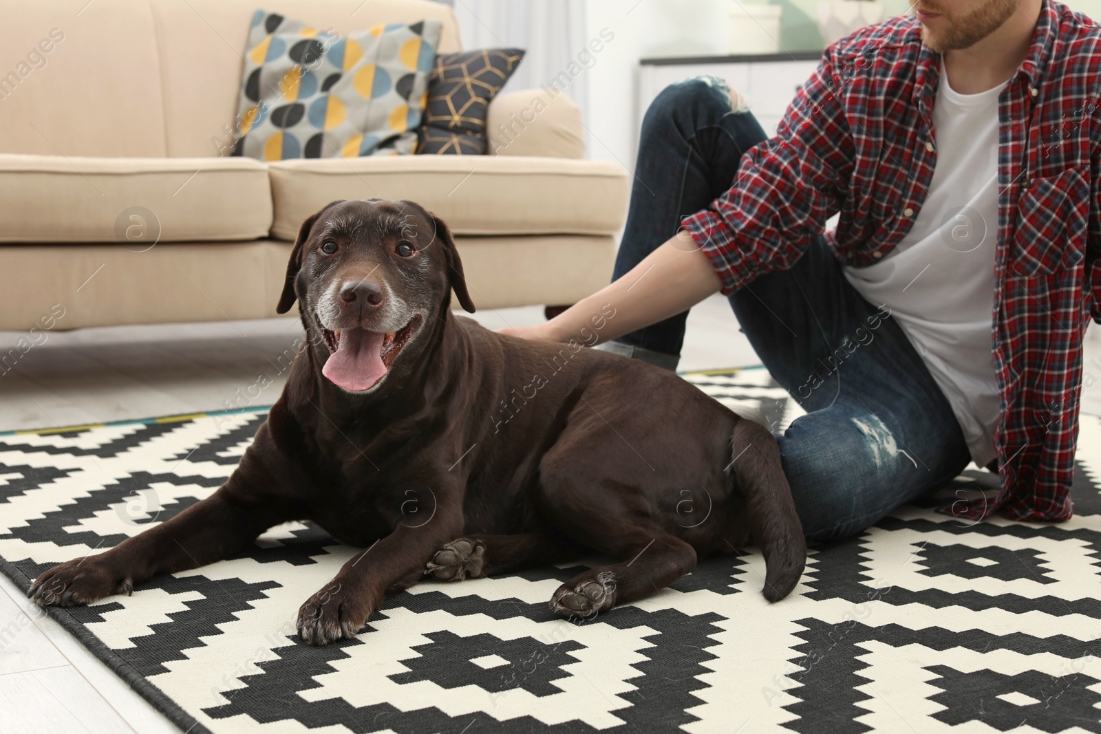 Photo of Adorable brown labrador retriever with owner at home