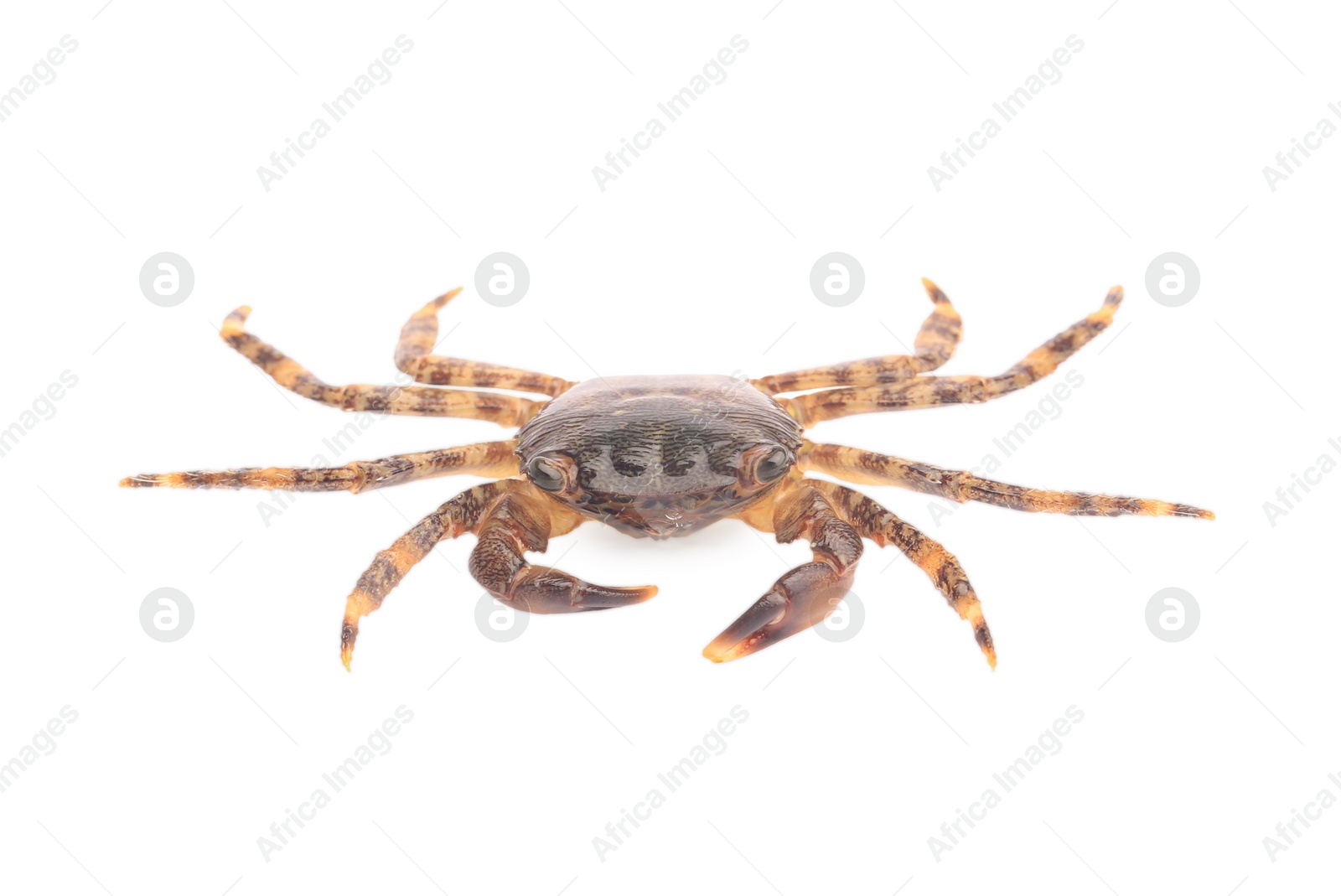 Photo of One fresh raw crab isolated on white