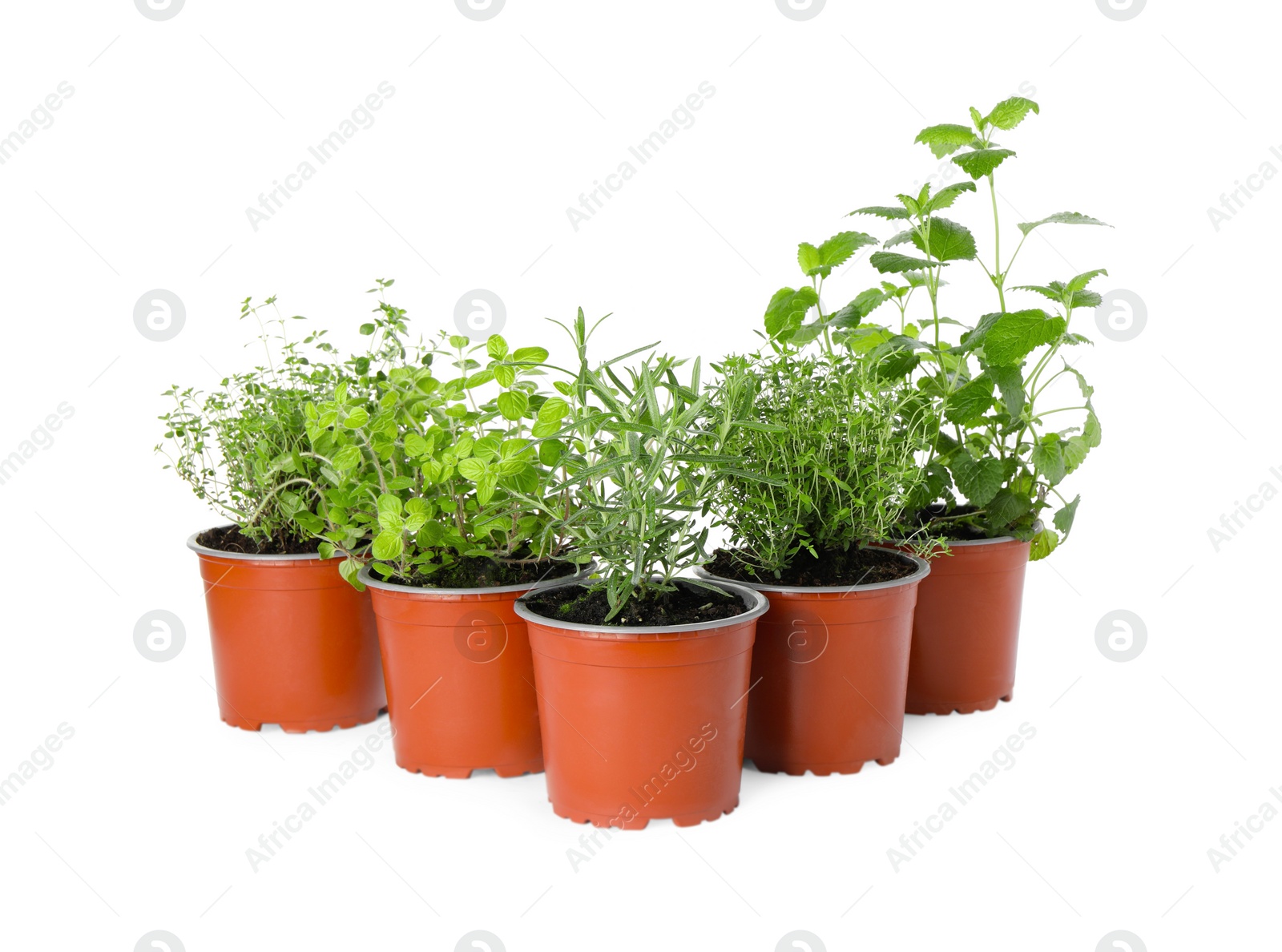 Photo of Different aromatic potted herbs on white background