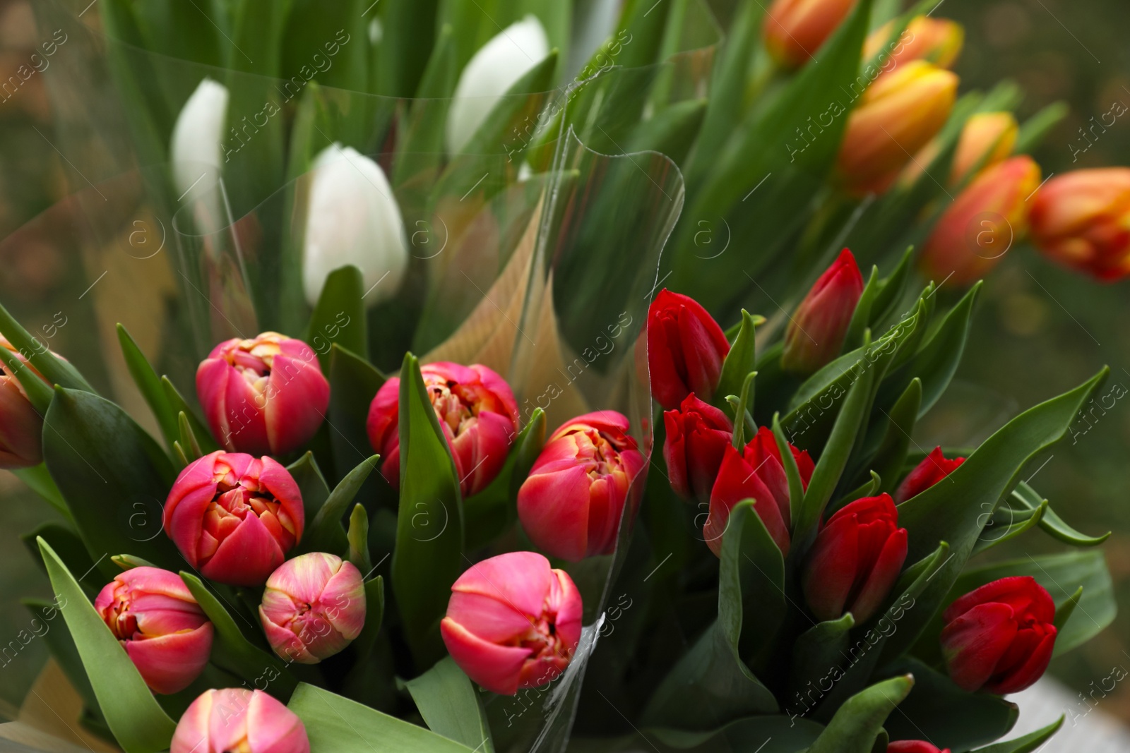 Photo of Beautiful bouquets of colorful tulips outdoors, closeup