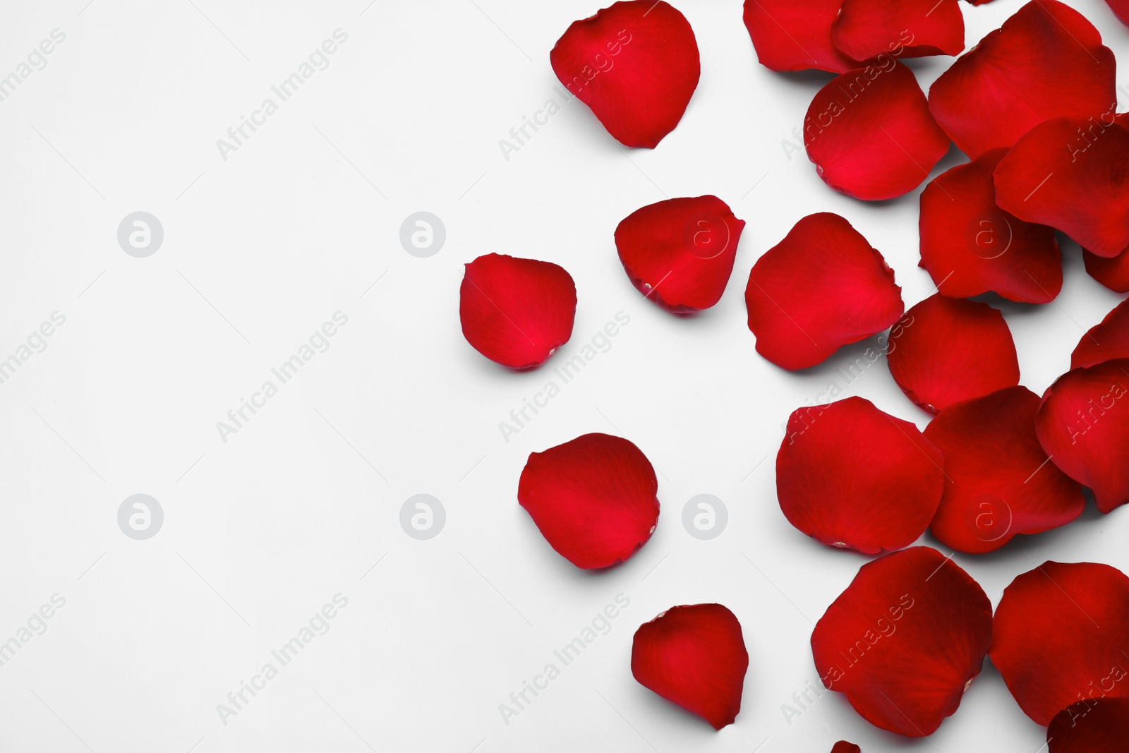 Photo of Red rose petals on white background, top view