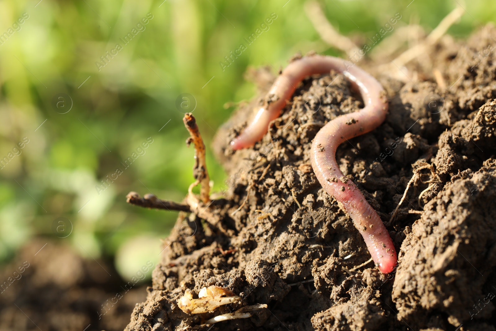 Photo of One worm crawling in wet soil on sunny day, closeup. Space for text