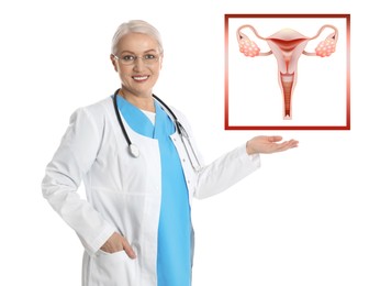 Image of Mature doctor demonstrating illustration of female reproductive system on white background. Gynecological care 