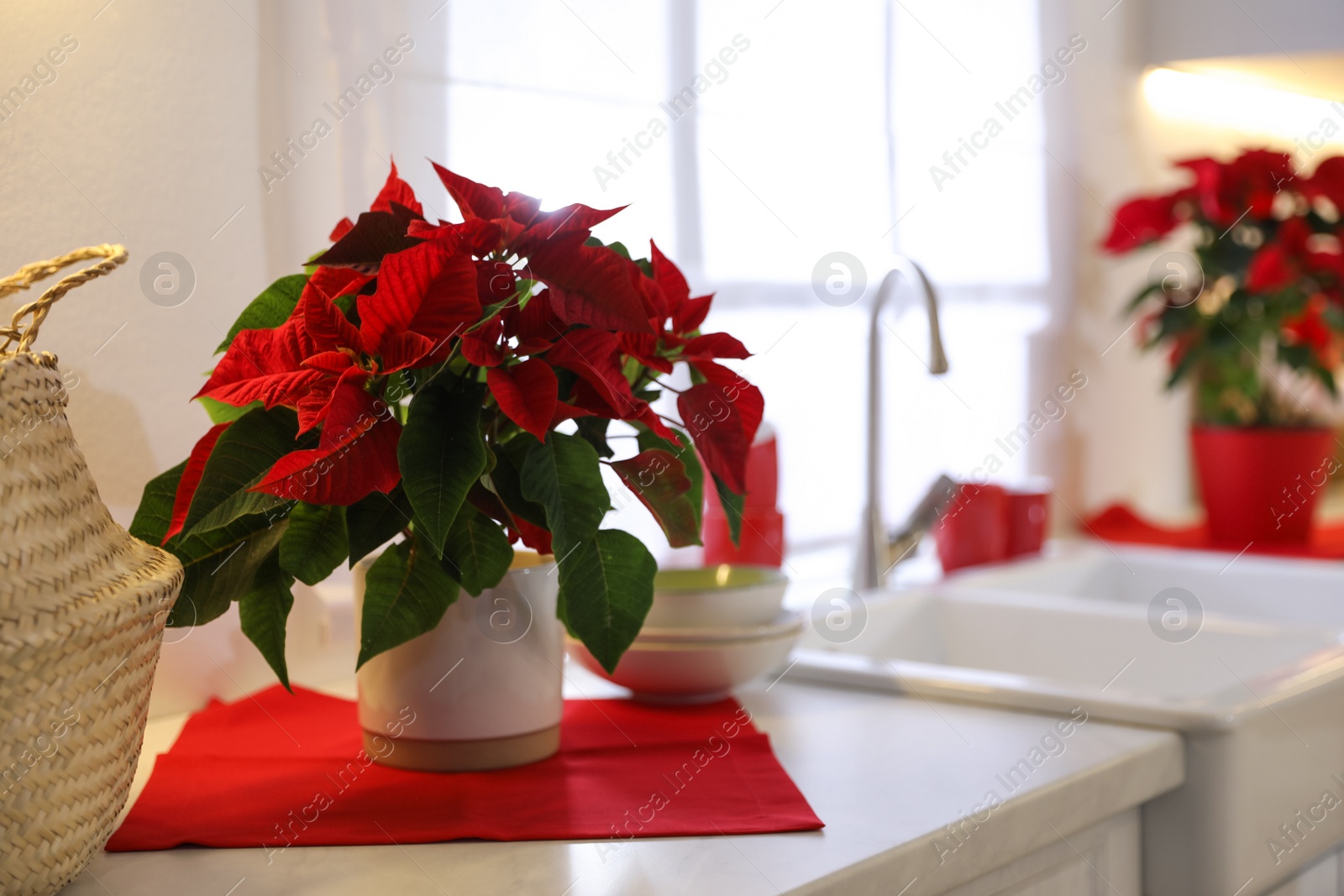Photo of Beautiful Poinsettia on white kitchen counter, space for text. Traditional Christmas flower