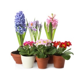 Different beautiful potted flowers on white background