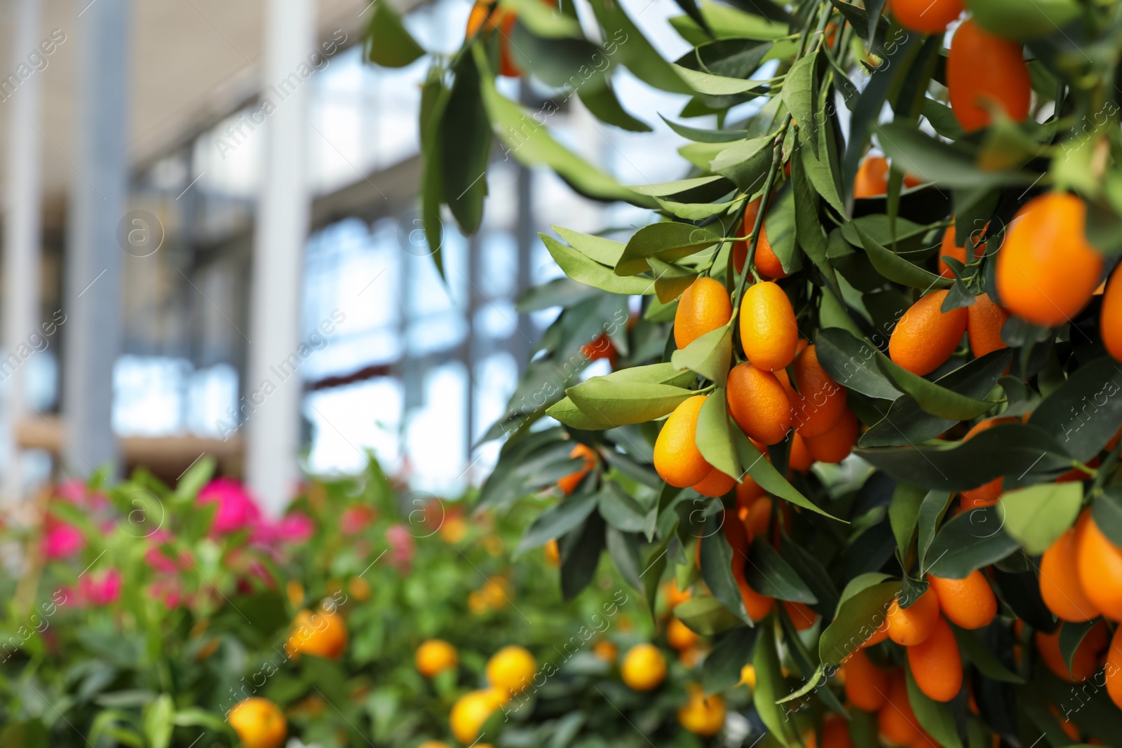 Photo of Kumquat tree with ripe fruits in garden center, closeup. Space for text