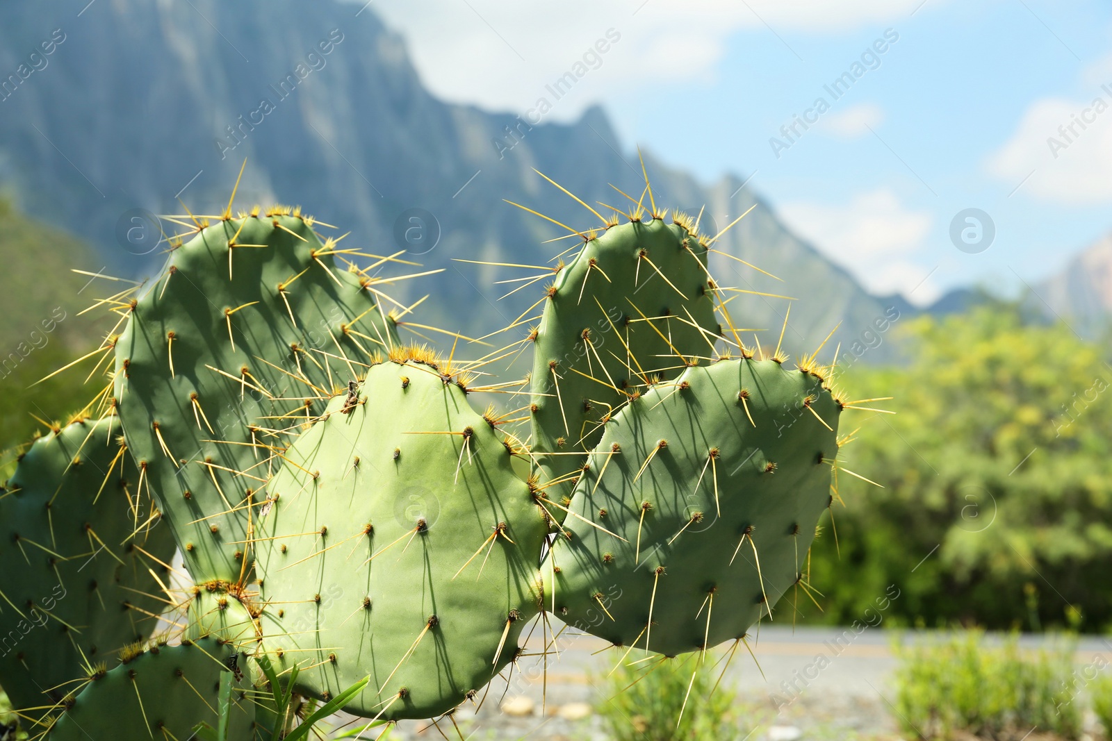Photo of Beautiful Opuntia cactus growing near mountains, closeup
