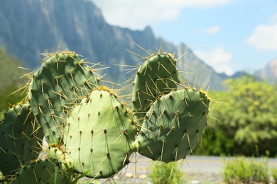 Beautiful Opuntia cactus growing near mountains, closeup