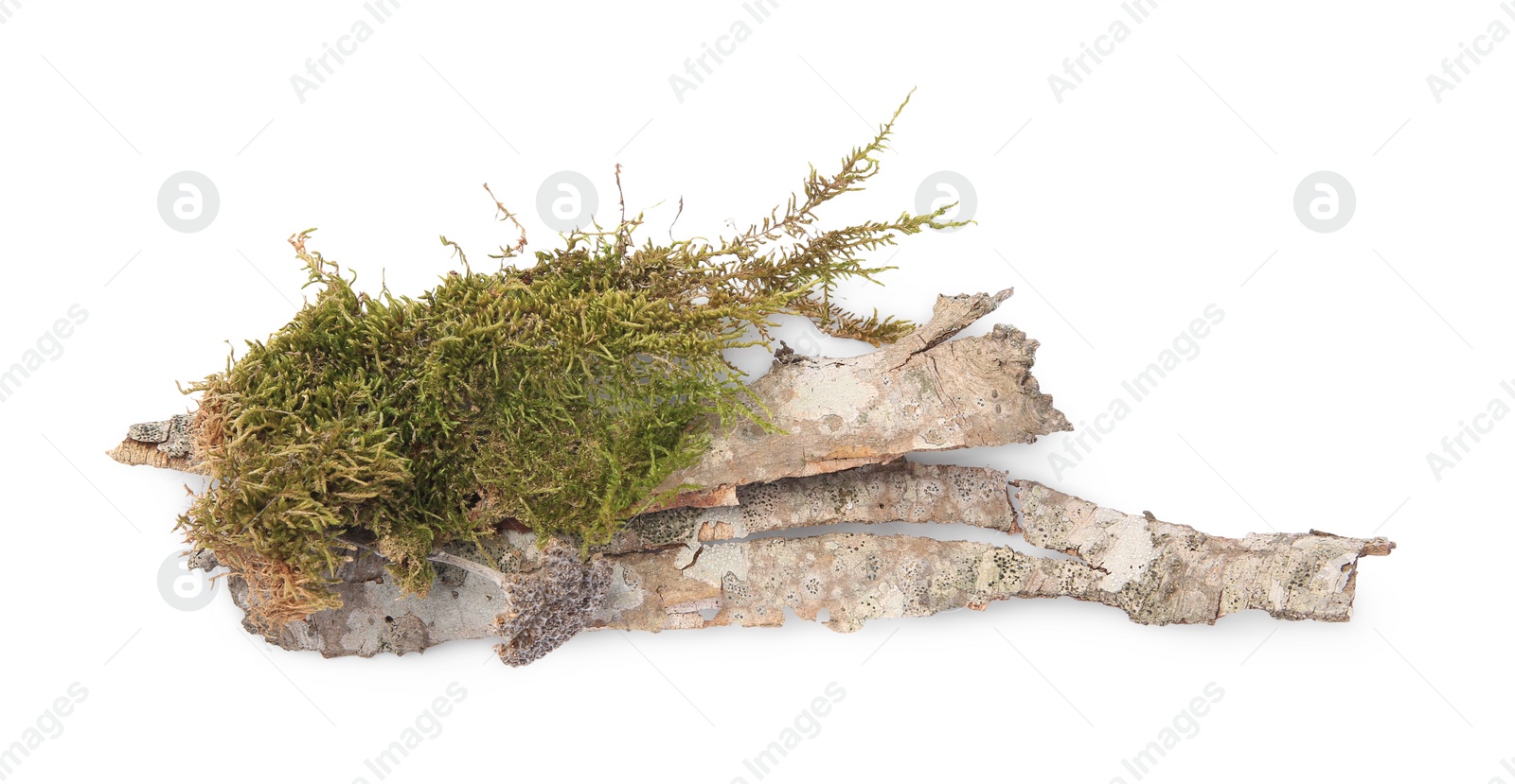 Photo of Tree bark piece with moss on white background, top view